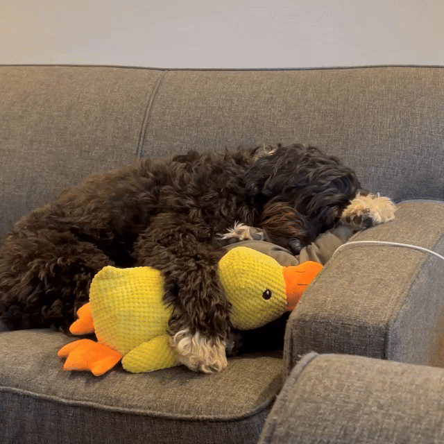 Calming Duck Toy （✔️ Non-toxic Chew-resistant Fabric)