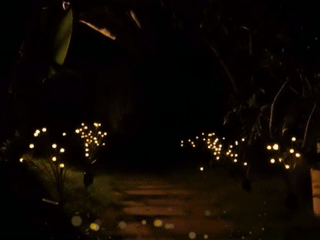 Solar Firefly Lights™