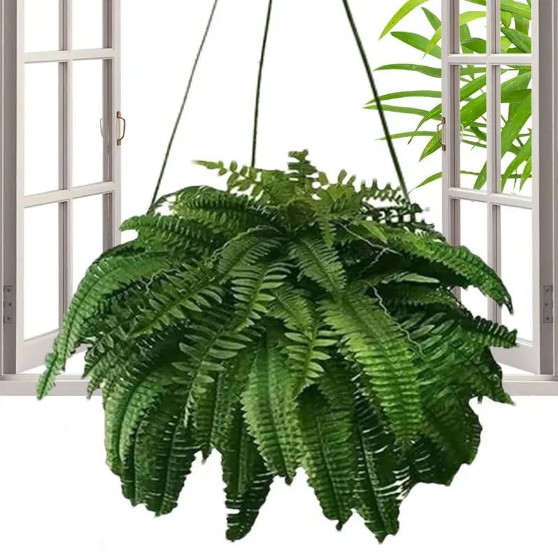 Giant Boston Fern Bush - Magnolias
