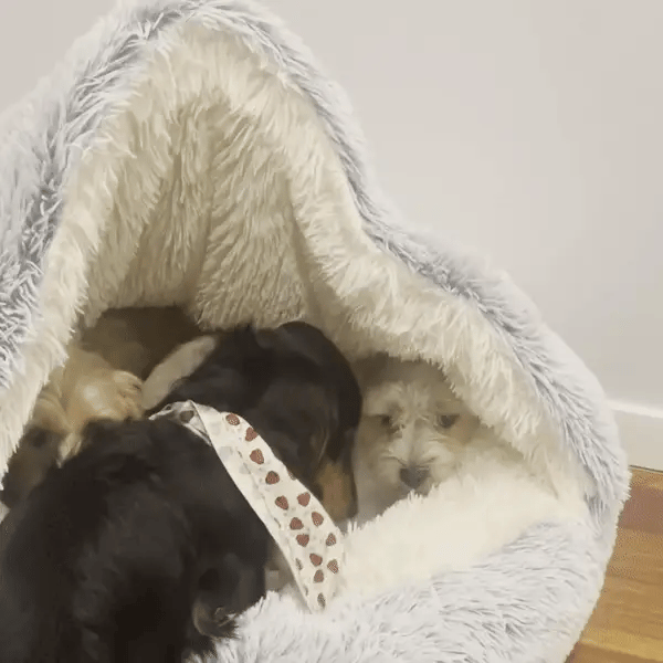 Snugpaws™- As Seen On Tiktok And Ig!