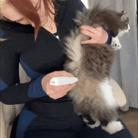 Kitty Clippers