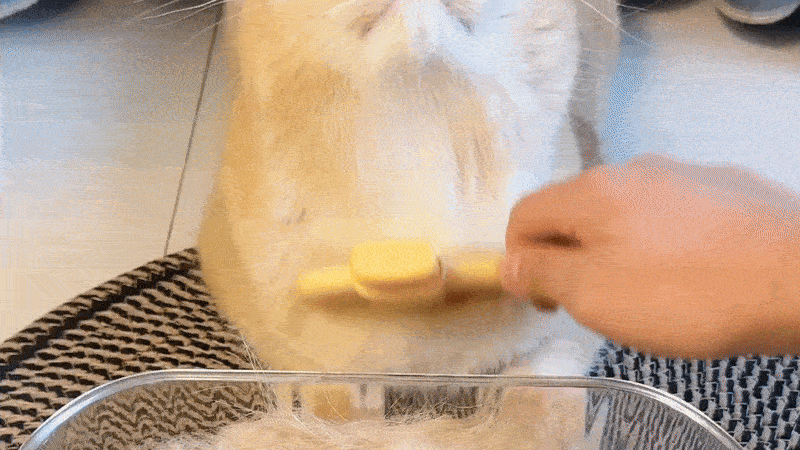 Zenbrush™ - Removes Fur & Relieves Pain - V