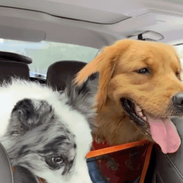 Marlo&co.™ Dog Seat