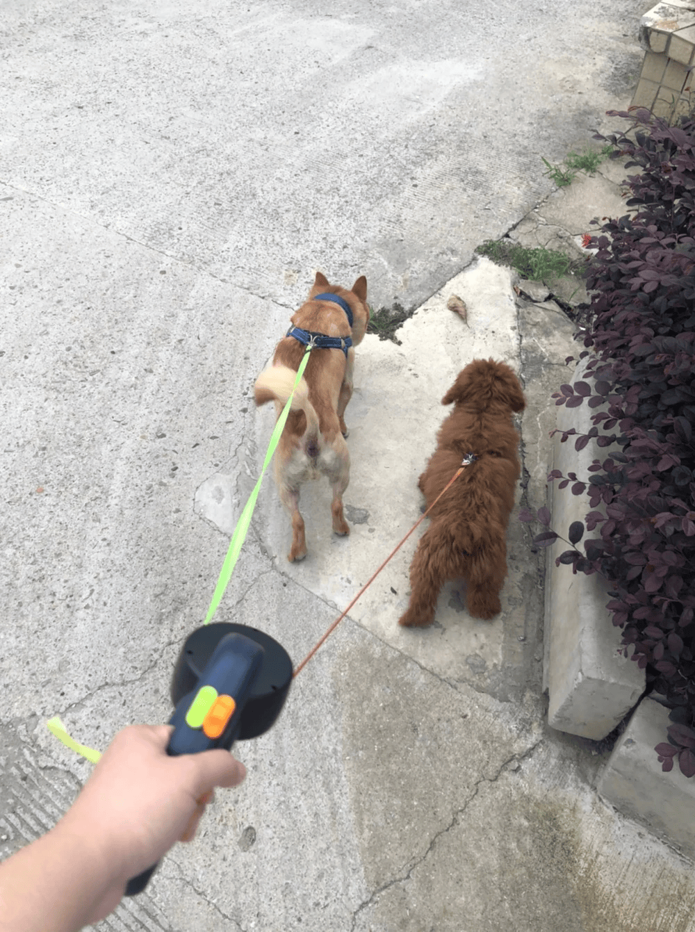 Dual Retractable Dog Leash – Walk Two Dogs Tangle-free