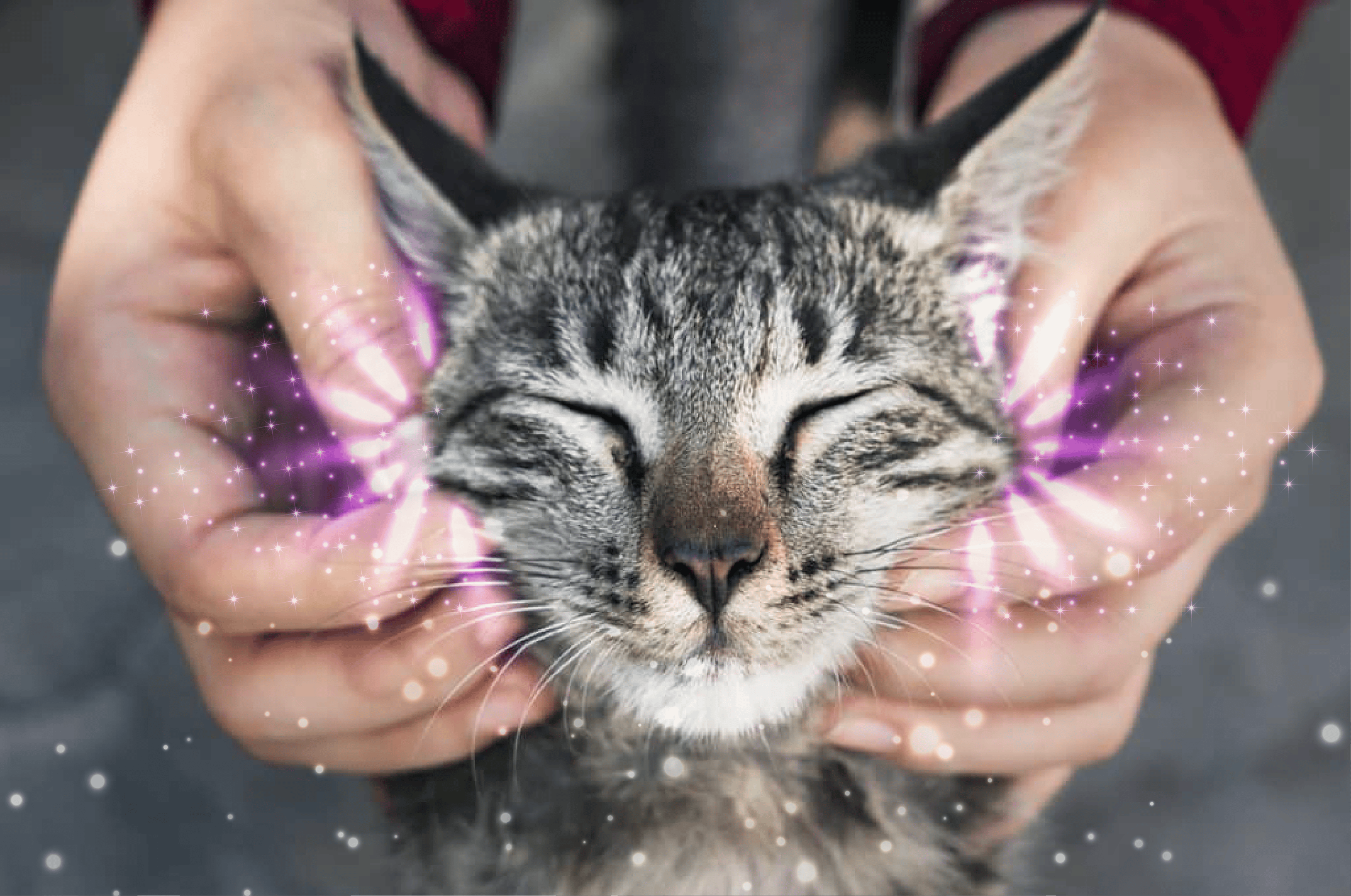 Pet Difuser - Optimum Starter Kit