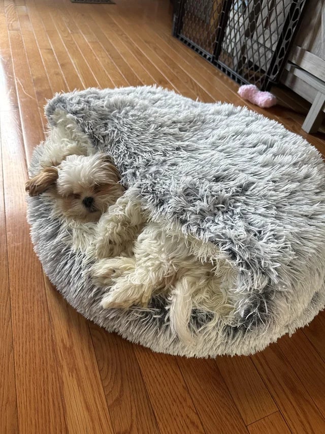 Snugpaws™- As Seen On Tiktok And Ig!