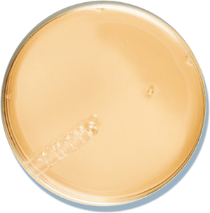 Tighten & Lift Neck Cream - Gopure Beauty