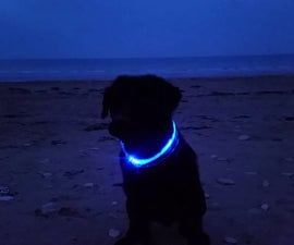Petranest™ Led Dog Collar