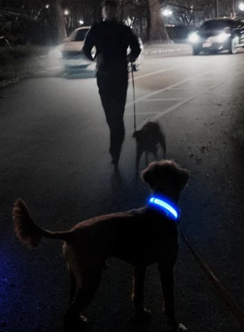 Petranest™ Led Dog Collar