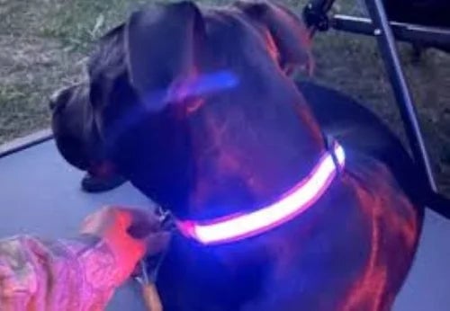 Petranest™ Led Dog Collar