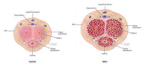 🔥2023 New Version Ionic Shaping Sleeveless Shirt
