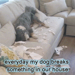 Indestructible Robust Dino - Dog Toy 2.0 Upgrade Version Sale Ends In 3 Hours / Buy 1 Get 1 Free Today Only