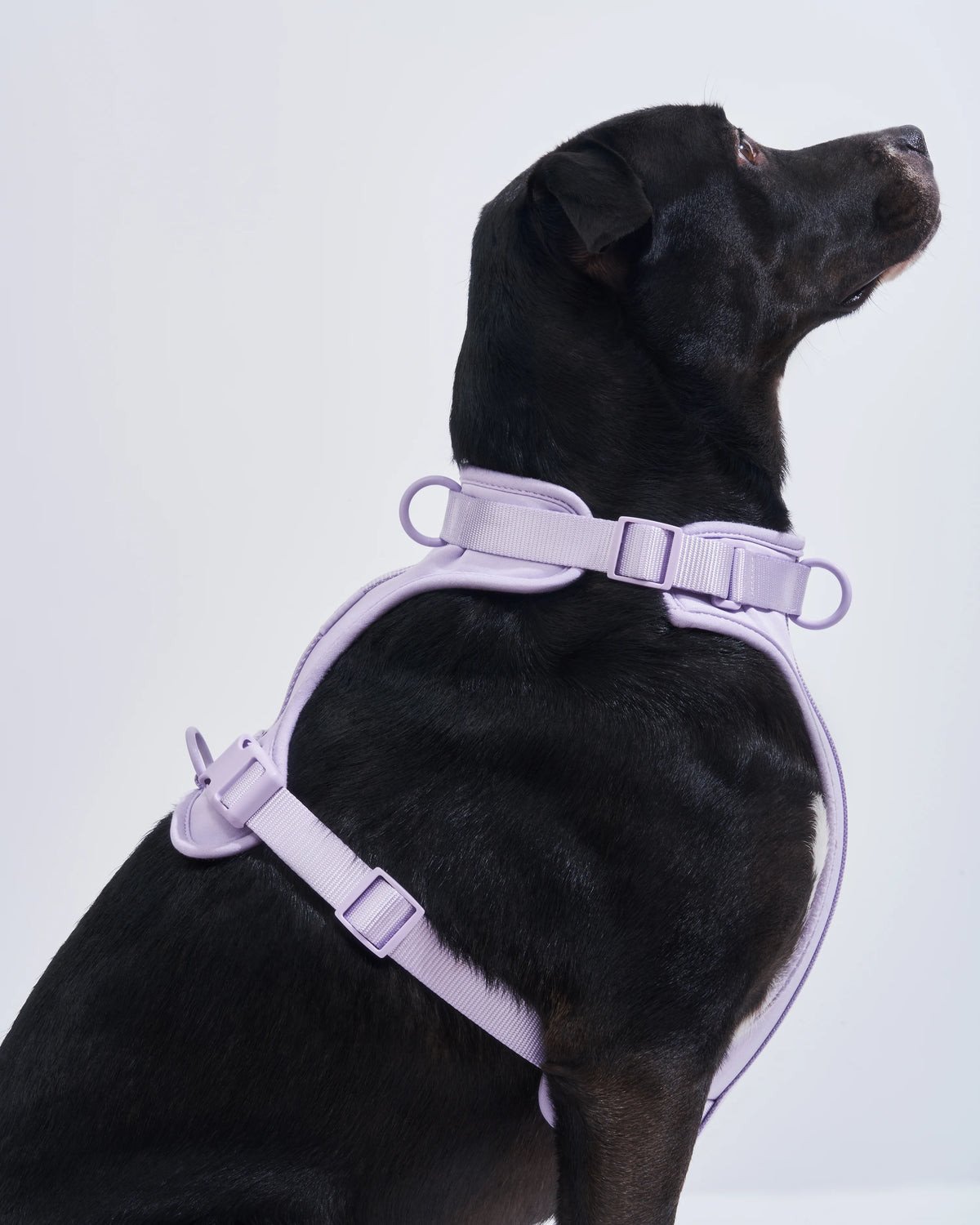 Dog Harness - Wild One